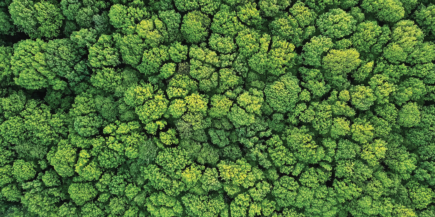 Shawmut Blog Sustainability